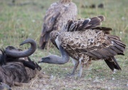 Ruppells Griffon Vulture_ANL_5858